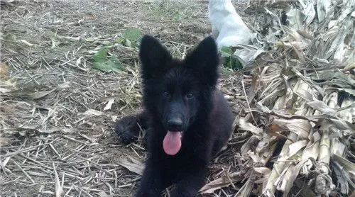 比利时牧羊犬好么 比利时牧羊犬警戒心强 | 比利时牧羊犬