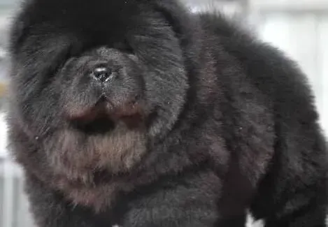 松狮犬|引起松狮犬出现脱毛原因及治疗方法