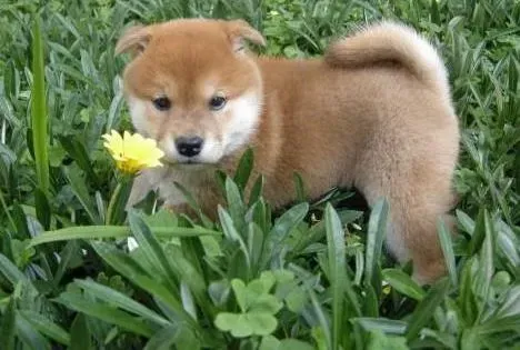 柴犬|怎么才能减少柴犬掉毛的情况