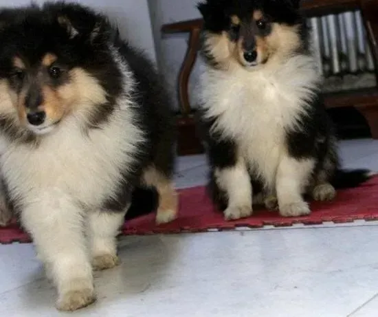 喜乐蒂|喜乐蒂犬狗瘟早期能够治好吗
