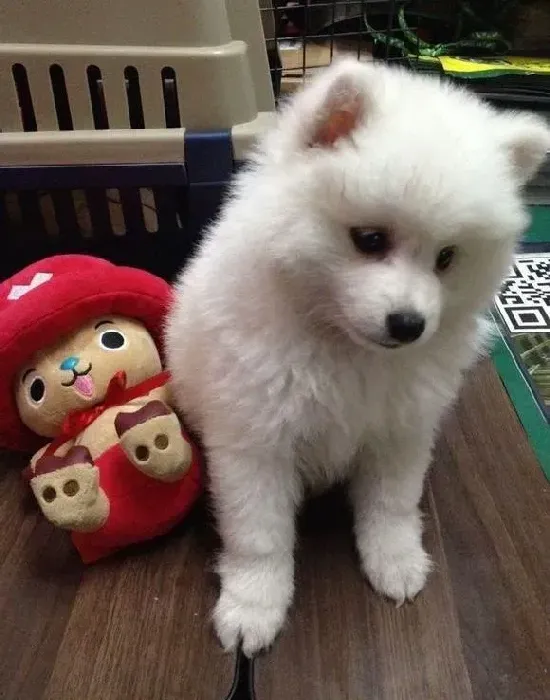 银狐犬|给银狐犬美容的相关做法介绍