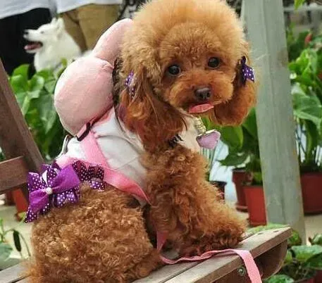 泰迪犬|泰迪犬拉稀带血该怎么办，求解答