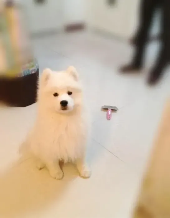 萨摩耶|怎么才能让瘦瘦的萨摩耶多吃点儿