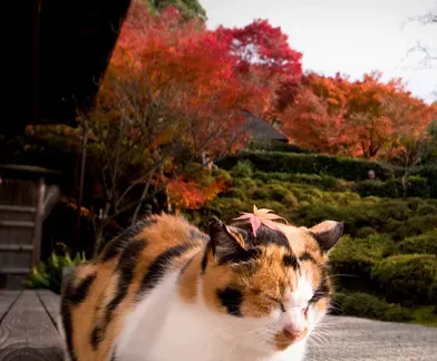 猫一天喝多少水 每天要摄取足够的水分 | 猫