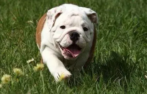 英国斗牛犬|千变万化 斗牛犬各种声音代表着什么