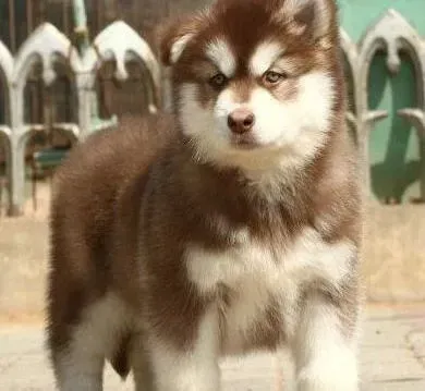 阿拉斯加犬|阿拉斯加犬吃什么食物更有营养