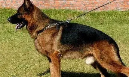 德国牧羊犬|了解德国牧羊犬最真实的心理