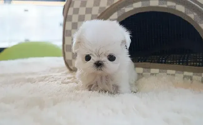 马尔济斯|快三个月的马尔济斯犬应打什么针