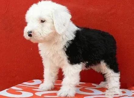 古代牧羊犬|古代牧羊犬用什么东西洗澡更好