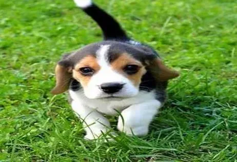 比格犬|给比格犬洗澡的重要提醒