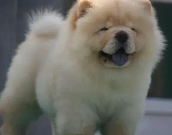 松狮犬|怎样判断松狮犬是否缺乏维生素C