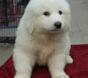 大白熊犬|如何让大白熊犬抵抗感冒困扰