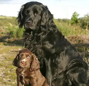 塞式猎犬好养吗 注意定期给该犬洗澡 | 塞式猎犬