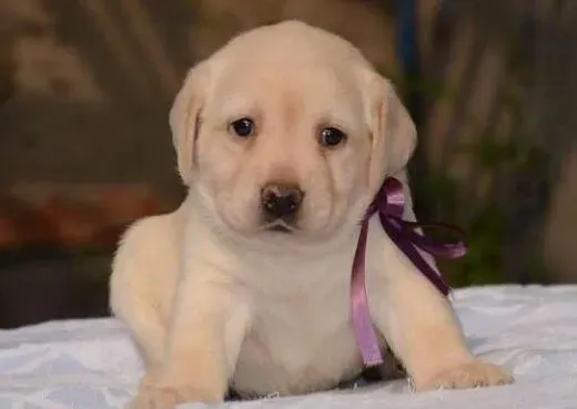 拉布拉多|怎样才能养出一只健康而优秀的拉布拉多犬