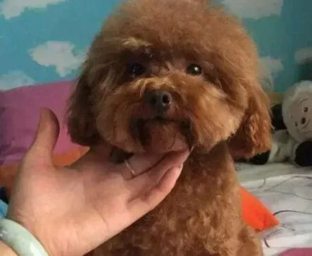 泰迪犬|两个月的泰迪犬为什么总流鼻涕