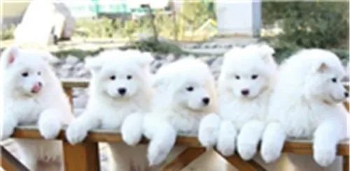 萨摩耶犬有几种颜色 萨摩耶一般有四种颜色 | 萨摩耶