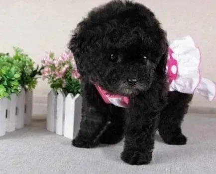 泰迪犬|泰迪犬身上出现皮肤病，全身黑点吃什么药好