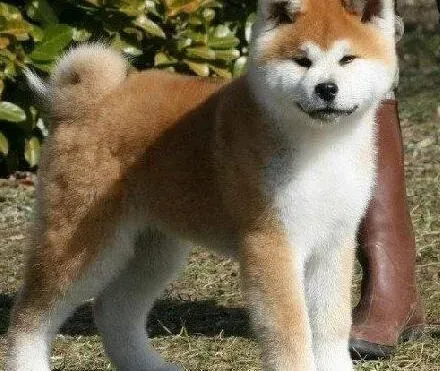 秋田犬|请问几个月的秋田犬可以吃干狗粮