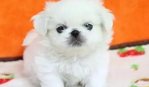 京巴狗|教你如何给京巴犬清理眼睛