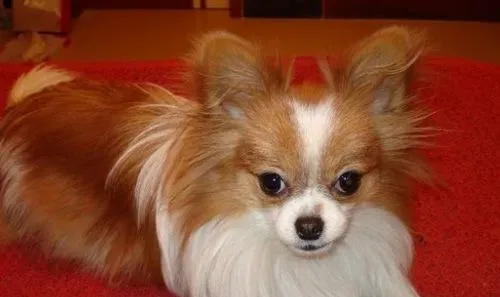 蝴蝶犬的寿命 提高寿命有方法 | 蝴蝶犬