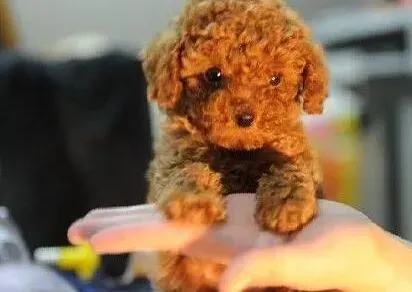 贵宾犬|贵宾犬应吃什么狗粮 皇家狗粮怎么样