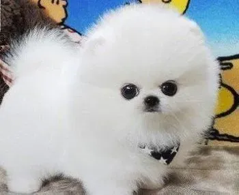 博美犬|口气清新一整天 博美犬口臭怎么办
