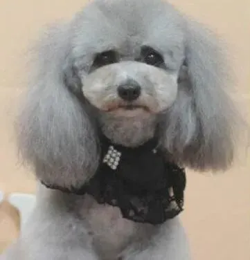 贵宾犬|贵宾幼犬的喂养，科学很重要