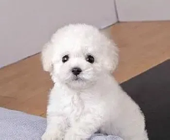 比熊犬|温馨老年生活 老龄比熊犬的饲养与护理