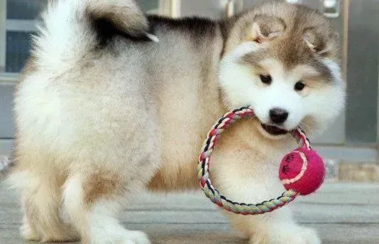 阿拉斯加犬|阿拉斯加犬最近拉稀，鼻子有点干是怎么了
