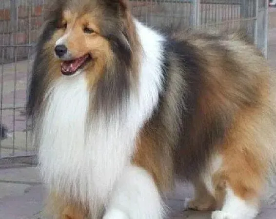 苏格兰牧羊犬|刚买回来两天的苏格兰牧羊犬总呕吐是为什么