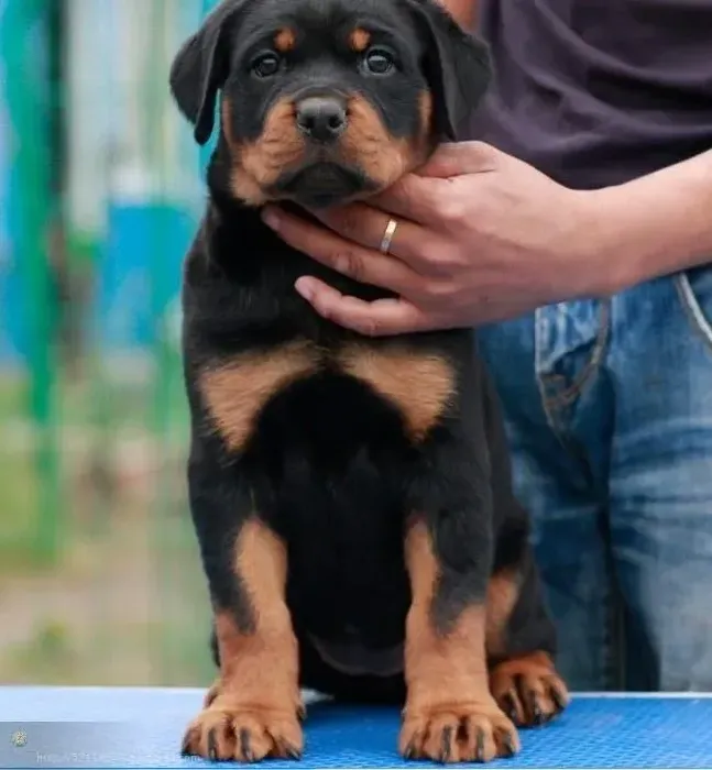 罗威纳犬|罗威纳犬患上皮肤病请问该怎么治疗