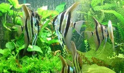 埃及神仙鱼怎么挑选 掌握选购技巧 | 埃及神仙鱼