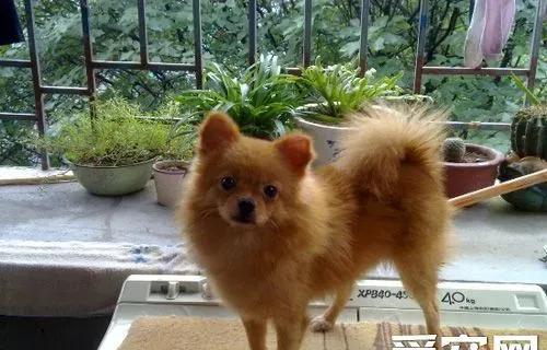 博美犬便秘怎么办 便秘的大致原因 | 博美犬