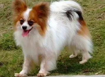 蝴蝶犬|蝴蝶犬生了虱子或跳蚤会传染给人吗