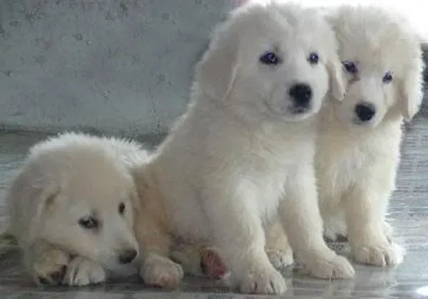 大白熊犬|饲养大白熊犬时要知道的一些事情