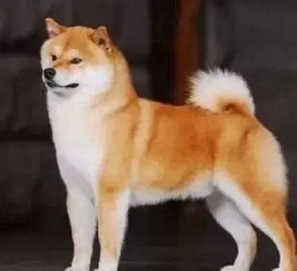 秋田犬|护理有妙招 轻松给秋田犬做毛发护理
