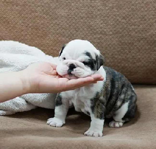 英国斗牛犬|斗牛犬眼睛周围开始掉毛，鼻梁发红是怎么了