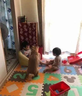 世界上最温馨的画面 阿柴塞2孩中间睡觉 | 狗