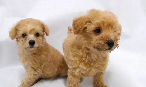 贵宾犬能吃什么水果 不是所有水果都能吃 | 贵宾犬