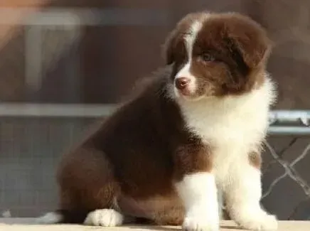边境牧羊犬|生活必知 轻松给边境牧羊犬穿袜子