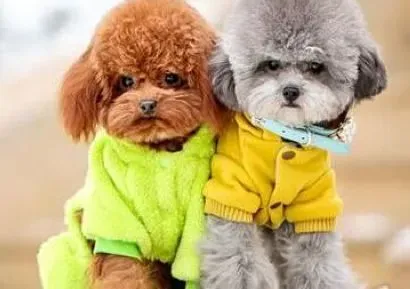 泰迪犬|吃有吃相 怎样训练泰迪犬吃东西