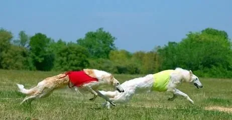 苏俄猎狼犬寿命 苏俄猎狼犬的寿命是10到12年 | 苏俄猎狼犬