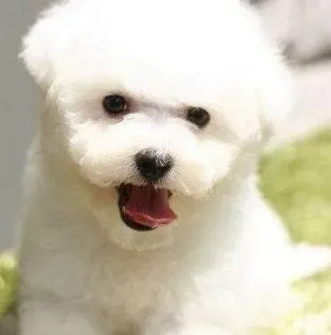 比熊犬|面对比熊犬很瘦的现象我们应该怎样让它们胖起来