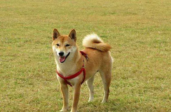成年柴犬怎么卖 柴犬多少钱一只 | 柴犬
