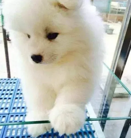 萨摩耶|不知道为什么萨摩耶的尾巴有点红肿