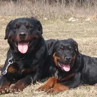 罗威纳犬|美颜好方法之如何给年幼的罗威纳犬洗澡