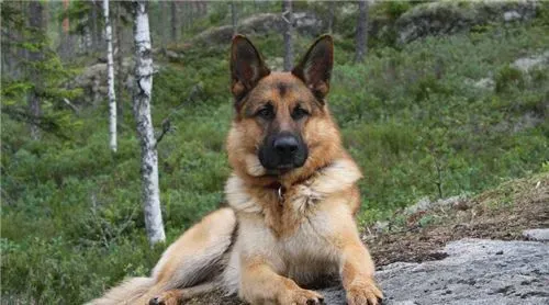 德国牧羊犬如何喂养 一般来说每天最好喂2次 | 德国牧羊犬
