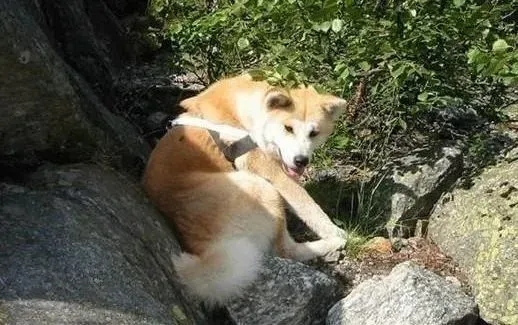 秋田犬|乖巧小宠 训练秋田犬坐下的步骤和方法