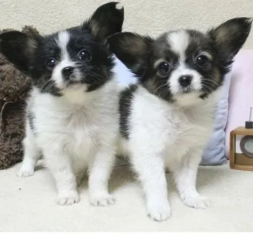蝴蝶犬|洋葱对蝴蝶犬的身体有哪些危害