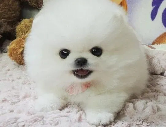 博美犬|怎样让博美犬更健康的过冬